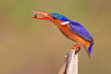 Malachite Kingfisher / Kleine gekuifde ijsvogel