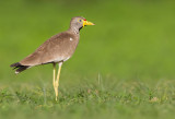 African Wattled Lapwing / Lelkievit
