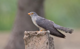 African cuckoo / Afrikaanse koekoek