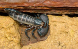 Senegal Emperor Scorpion / Senegalese reuzenschorpioen