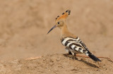 Hoopoe / Hop