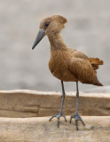 Hamerkop