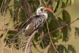 Western red-billed hornbill / Westelijke roodsnaveltok