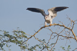 Black-winged kite / Grijze wouw