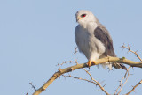 Black-winged kite / Grijze wouw