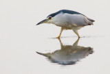 Black-crowned night-heron / Kwak