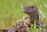 Nile monitor / Nijlvaraan