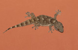 Ringed Wall Gecko / Grote muurgekko