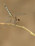 Black Percher / Moriaantje