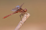 Vagrant Darter / Steenrode heidelibel 