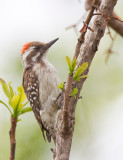 Brown-backed woodpecker / Bruinrugspecht