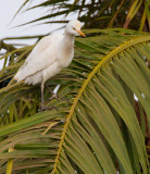 Cattle Egret / Koereiger 