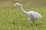 Intermediate heron / Middelste zilverreiger
