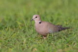 Vinaceous Dove / Wijntortel