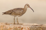 Whimbrel / Regenwulp