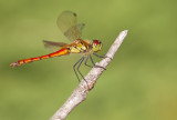 Spotted Darter / Kempense Heidelibel 