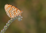 Spotted Fritillary / Tweekleurige parelmoervlinder 