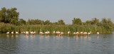 Greater Flamingo / Europese flamingo