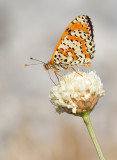 Spotted Fritillary / Tweekleurige parelmoervlinder 