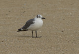 Laughing Gull