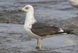 3rd Cycle Lesser Black-backed Gull