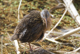 Virginia Rail