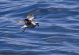 Fork-tailed Storm-petrel