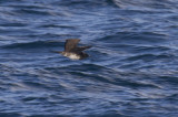 Long-tailed Jaeger