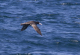 Short-tailed Albatross