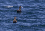 Short-tailed Albatross with Black-footed Albatross