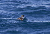 Cassins Auklet