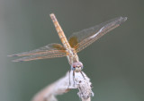 Red Meadowhawk sp.?
