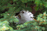 Watching you, watching me