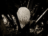 Palm lantern, Bali