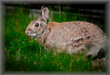 Our backyard rabbit