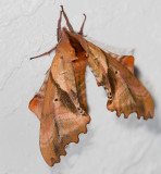 Dry dead leave?