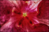 Pink burst