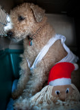 Merry Christmas from Misty!  