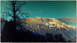 Mountain and tree, Fraser Valley, British Columbia, Canada