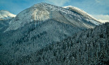 Beautiful snow covered trees