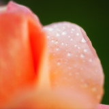 Rose dew