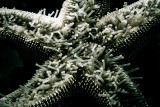 Tube feet of a sea star