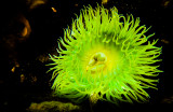 Green sea anemone