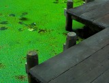 Pond(ering)