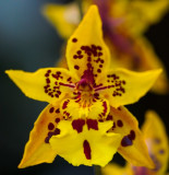 Yellow burst