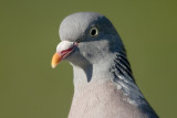 Woodpigeon (Columba palumbus)