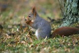 Red squirrel (Sciurus vulgaris)