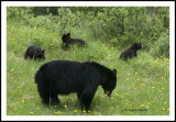 Bear with three Cubs