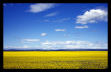 On Way to Banff -Mustard Field