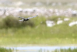 Black Tern (Svarttrna)